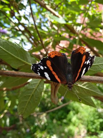 Buddelia avec vulcain