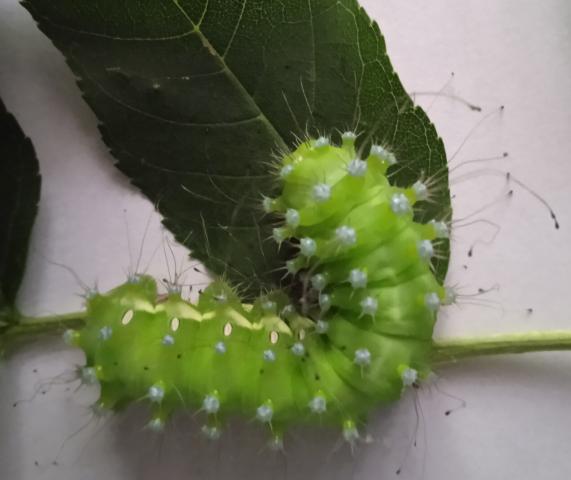 Chenille de macaon sur feuille