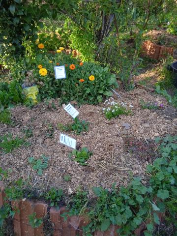 Jardin médicinale vue general 2