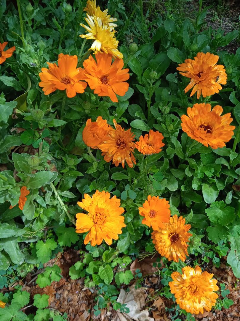 Calendula