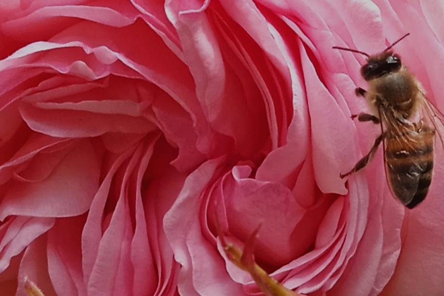 Abeille sur une rose