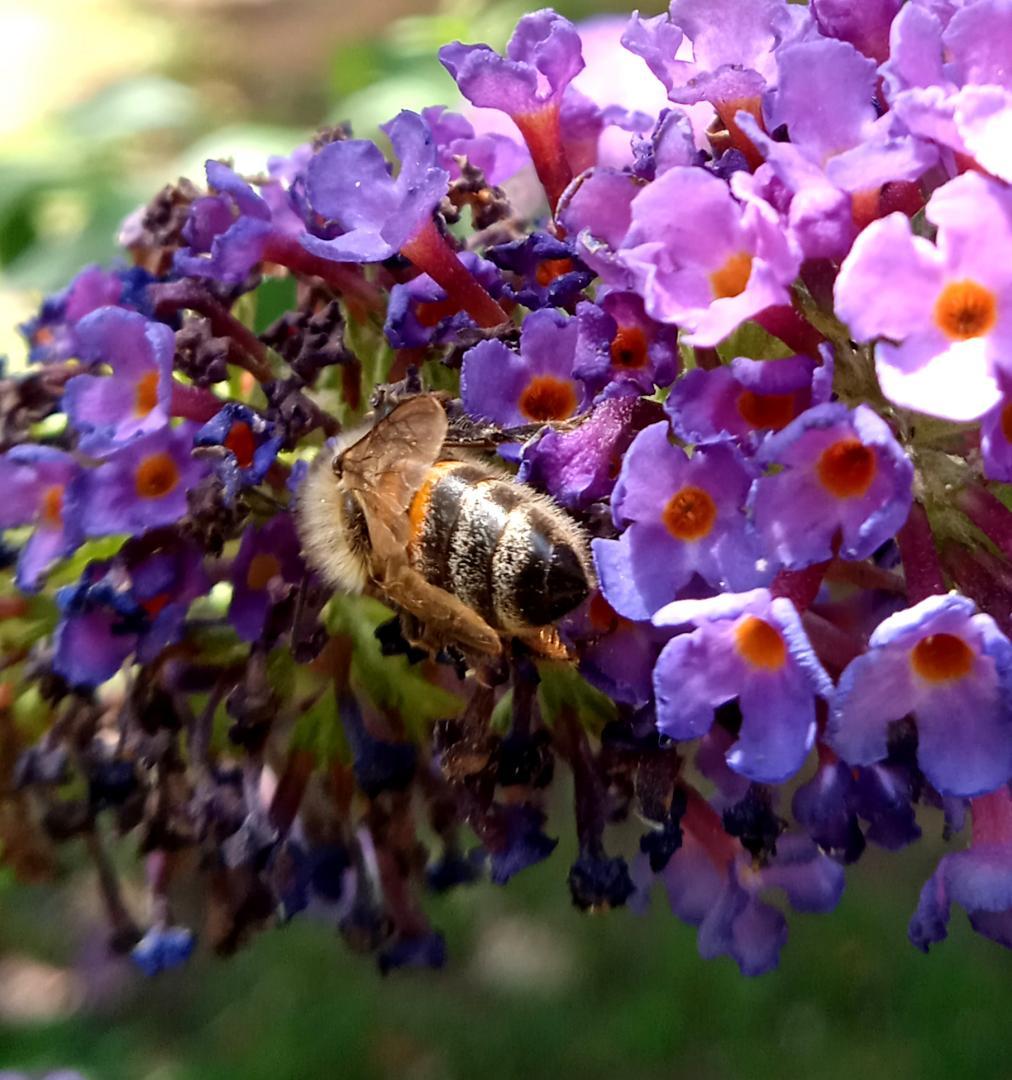 Abeille sur buddleia