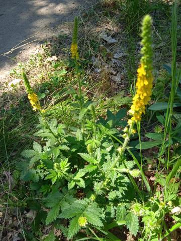 Aigremoine eupatoire 4