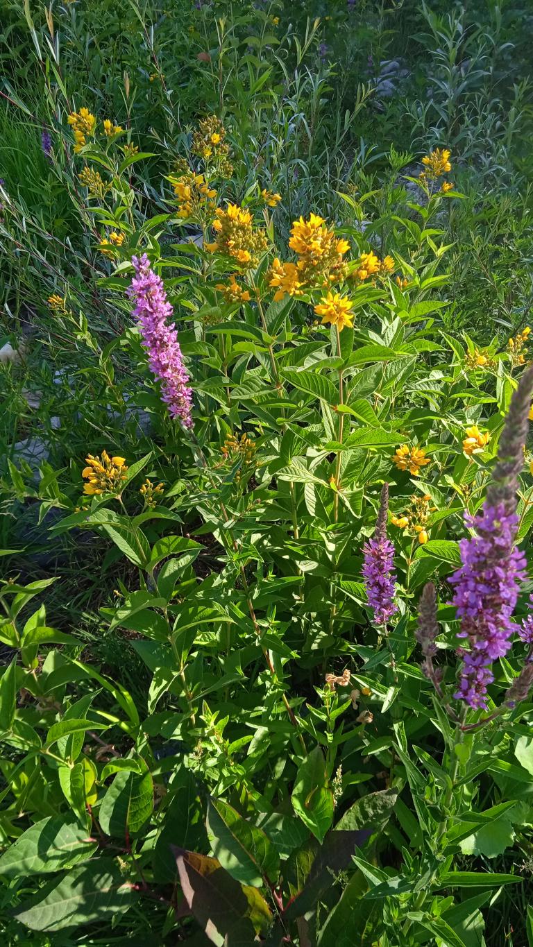 Saliciare et lysimaque