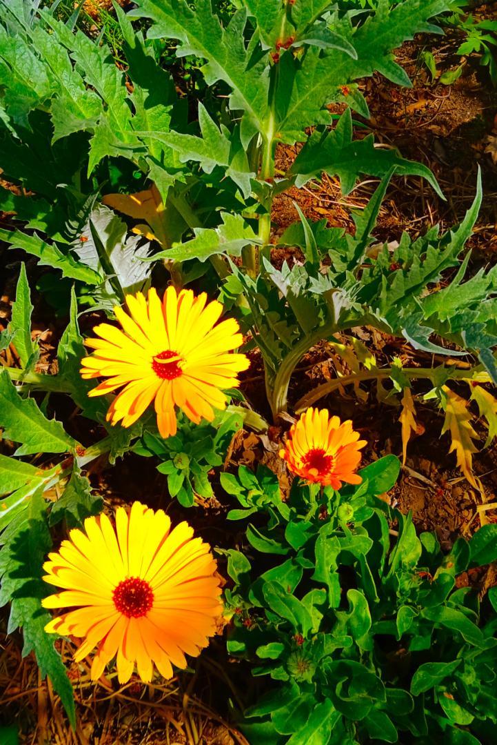 Calendula