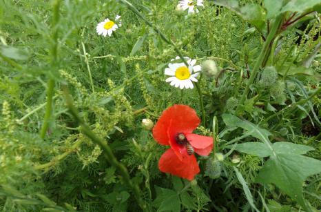 Abeille sur coquelicot