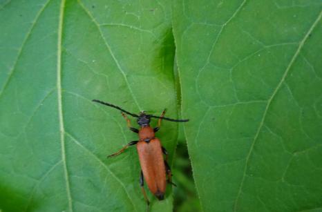 Coleoptere, Stictoleptura rubra