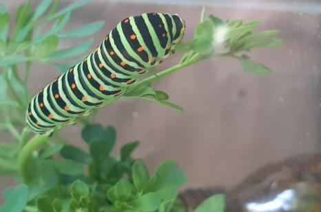 Chenille de machaon