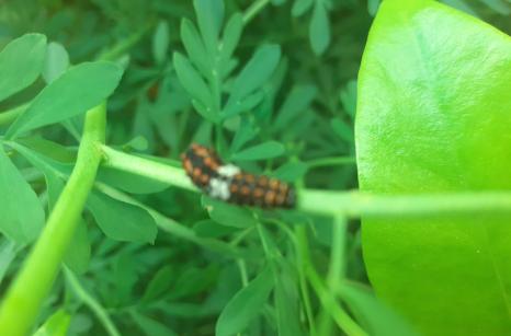 Chenille de machaon au debut