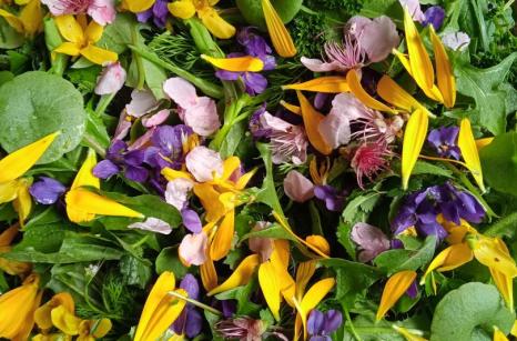 Salade de palnte sauvages de printemps