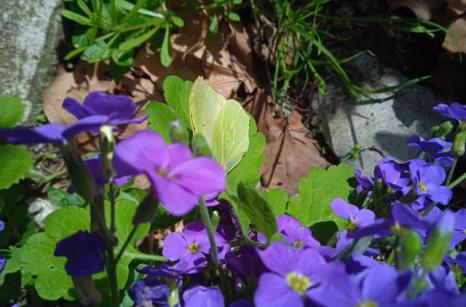 Papillion citron sur fleur