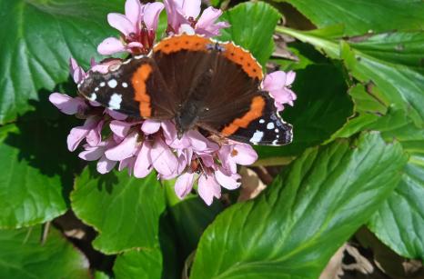 Vanessa atlanta sur bergenia