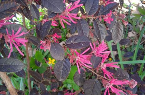 Loropetalum