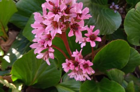 Bergenia