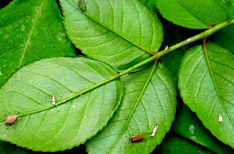 3 insectes sur une feuille de rosier avec pucerons