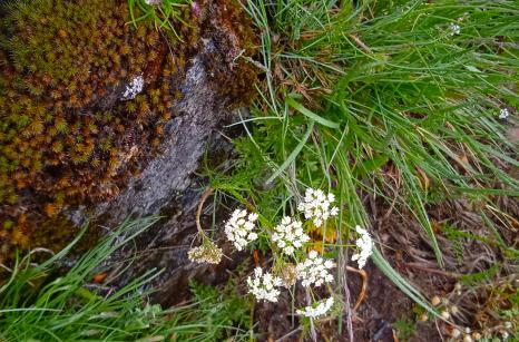 Athamanthe de Crète