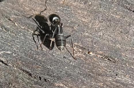 Grand fourmis noir