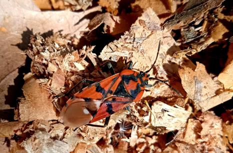 Punaise Militaire, Spilostethus pandurus, punaise Lygaeidae