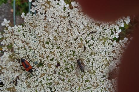 Lepture-porte-coeur et mouche sur carotte sauvage