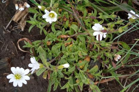 Céraiste des champs