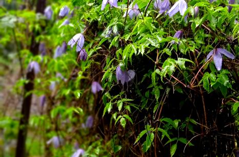 Clématite des Alpes