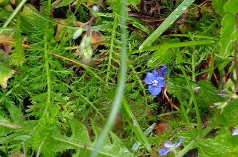 Coin de la forêt avec pensée sauvage