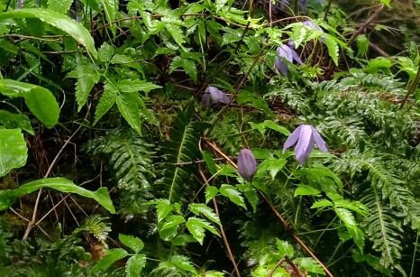 Clématite de Alpes