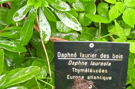 Daphné laurier