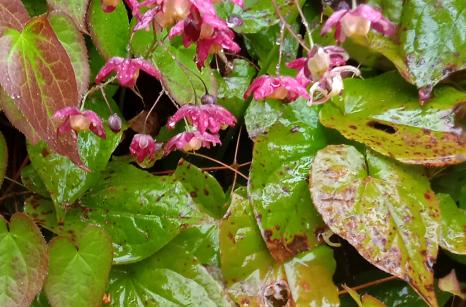 Epidemimum alpinum ( Espece de Berberis )