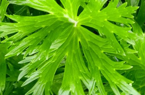 Feuille d'un espèce d'aconit