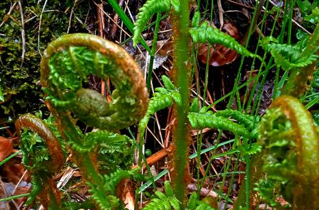 Fougère mâle qui s'ouvre