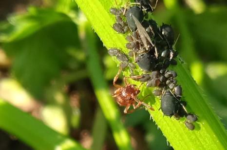 Fourmis oranges avec pucerons noirs