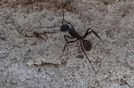 Fourmis Ensanglantée, Camponotus cruentus, Formicidés