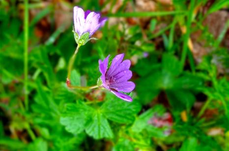 Géranium des Pyranéés