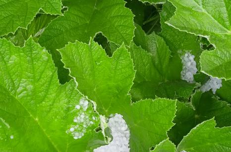 Grêle sur feuilles