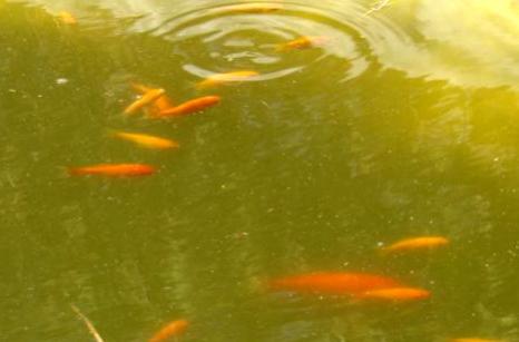 Grand bassin poisson