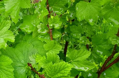 Groseiller ( espèce des Alpes ? )