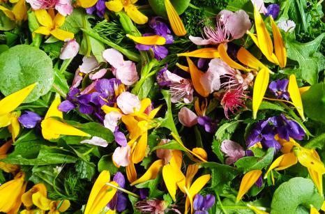 Salade de plantes sauvages