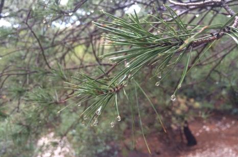 Water drops on pine