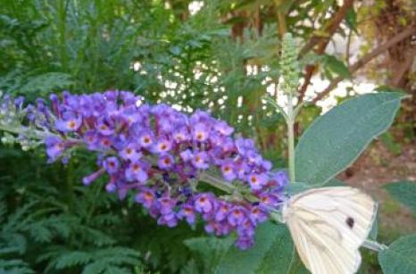 Buddleia avec piéride du chou ?