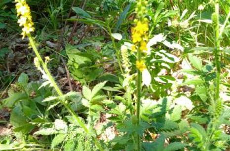 Aigremoine eupatoire 