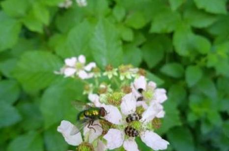 Framboisier avec insectes