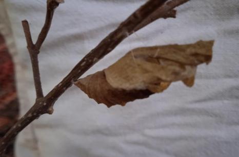 Chrysalide de machaon