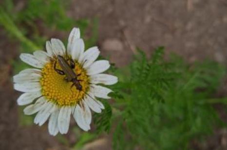 Oedemére à patte jaune, coléoptère
