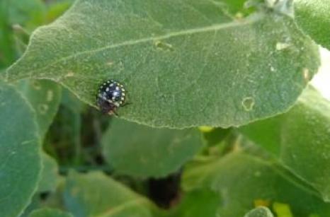 Stade nymphe de la Nezara Viridia, punaise verte