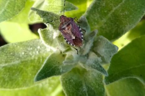 Punaise des baies, Dolycoris baccarum, Pentatomidae