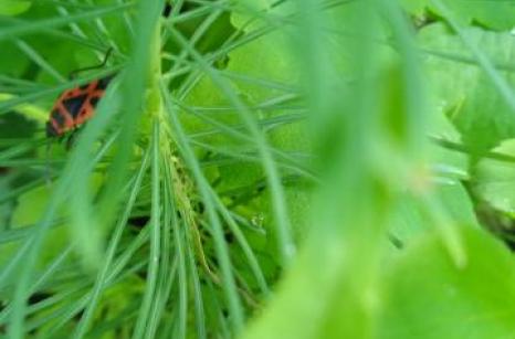 Gendarme, punaise, pyrrhocoris aptercees