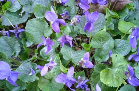 Violets odorantes