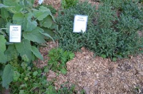 Jardin médicinale vue general 4
