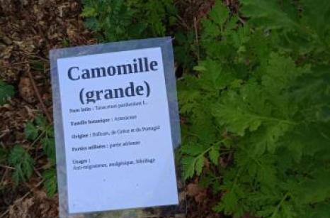 Grande camomille Ettiquette